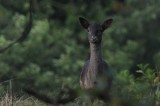 DSC_1372 damhert (Dama dama, Fallow Deer).JPG