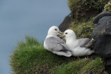 700_5966 noordse stormvogel (Fulmarus glacialis, Northern fulmar).JPG