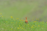 700_6061F ijslandse grutto (Limosa islandica, Icelandic godwit).jpg