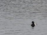700_7361F toppereend (Aythya marila, Greater scaup).jpg