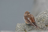 700_7573F sneeuwgors (Plectrophenax nivalis, Snow bunting).jpg