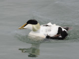 700_7607F eidereend (Somateria mollissima, Eider).jpg