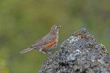 700_9632F koperwiek (Turdus iliacus, Redwing).jpg