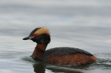 700_9819 kuifduiker (Podiceps auritus, Slavonian grebe).JPG
