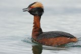 700_9828 kuifduiker (Podiceps auritus, Slavonian grebe).JPG