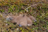 300_3444F grote jager (Stercorarius skua, Great skua).jpg