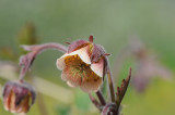 300_3241F knikkend nagelkruid (Geum rivale, Water avens).jpg