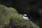 700_5673 papegaaiduiker (Fratercula arctica, Puffin).JPG