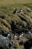 700_6898 papegaaiduiker (Fratercula arctica, Puffin).JPG