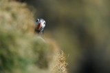 700_6911F papegaaiduiker (Fratercula arctica, Puffin).jpg