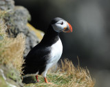 700_6924F papegaaiduiker (Fratercula arctica, Puffin).jpg