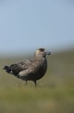 700_6948 grote jager (Stercorarius skua, Great skua).JPG