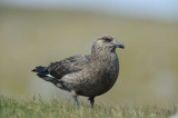 700_6975 grote jager (Stercorarius skua, Great skua).JPG