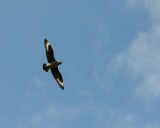 300_3449F grote jager (Stercorarius skua, Great skua).jpg