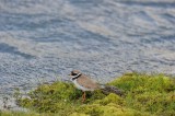 700_7140 bontbekplevier (Charadrius hiaticula, Common ringed plover).JPG