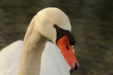 300_4664 knobbelzwaan (Cygnus olor, Mute Swan).JPG