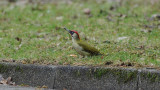 DSC_6694F groene specht (Picus viridis, Green Woodpecker).jpg