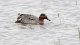 DSC_8006 F wintertaling (Anas crecca, Common Teal).jpg