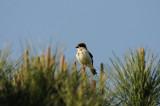 300_6955 roodkopklauwier (Lanius senator, Woodchat Shrike).JPG