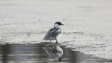 DSC00572 F nonnetje vr. (Mergellus albellus, Smew).jpg