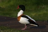 DSC08011 bergeend (Tadorna tadorna, Shelduck).JPG