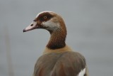 DSC09723 nijlgans (Alopochen aegyptiaca, Egyptian Goose).JPG