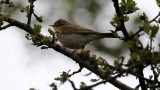 DSC_8947 F fitis (Phylloscopus trochilus, Willow Warbler).jpg