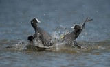 700_6468F meerkoet (Fulica atra, Eurasian Coot).jpg