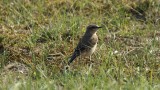 2007-2 525 F tapuit (Oenanthe oenanthe, Northern Wheatear).jpg