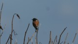 DSC04730 F roodborsttapuit (Saxicola rubicola, European Stonechat).jpg
