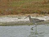 DSC04919 G wulp (Numenius arquata, Curlew).jpg
