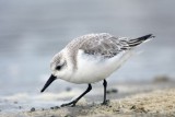 DSC09489 F drieteenstrandloper (Calidris alba, Sanderling).jpg