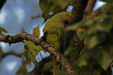 DSC_0428 F halsbandparkiet (Psittacula krameri, Rose-ringed Parakeet).jpg