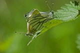 700_5296F klein geaderd witje (Pieris napi, Green-veined White).jpg