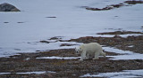 2 430F ijsbeer (Ursus maritimus, Polar bear).jpg