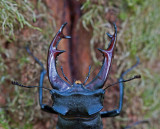 300_5422 vliegend hert (Lucanus cervus, Stag beetle).jpg