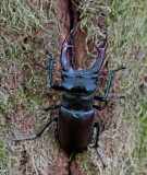 300_5429 vliegend hert (Lucanus cervus, Stag beetle).jpg