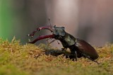 300_5538 vliegend hert (Lucanus cervus, Stag beetle).jpg