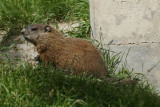 DSC00704 marmot (Marmota monax, woodchuck or groundhog).JPG