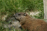 DSC00708 marmot (Marmota monax, woodchuck or groundhog).JPG