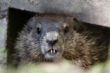 DSC00761F marmot (Marmota monax, woodchuck or groundhog).jpg
