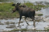 DSC05564 eland (Alces alces, Moose).JPG