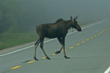 DSC06027F eland (Alces alces, Moose).jpg
