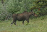 DSC06041 eland (Alces alces, Moose).JPG
