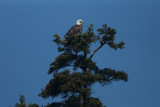 DSC06430 Amerikaanse zeearend (Haliaeetus leucocephalus, Bald Eagle).JPG