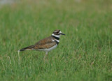 DSC07707F killdeerplevier (Charadrius vociferus, Killdeer).jpg