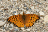 DSC09816 vlinder (Butterfly).JPG