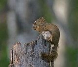 DSC09099F Amerikaanse rode eekhoorn (Tamiasciurus hudsonicus, American red squirrel).jpg