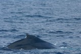 DSC04977F dwergvinvis (Baleanoptera acutorostrata, Minke whale).jpg