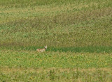 DSC00524F coyote (Canis latrans, Coyote).jpg